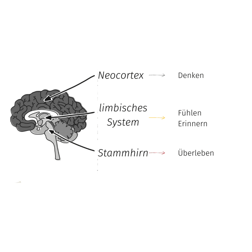 eine grobe Skizze vom Gehirn in grau. Es zeigt das Gehirn längs in der Mitte aufgeschnitten. Man sieht ganz außen die Gehirnwindungen. Das ist der Neocortex, der ist für das Denken zuständig. Darunter liegen rundliche Strukturen, die gehören zum limbischen System und sind für Fühlen und Erinnern zuständig. Ganz unten liegt länglich das Stammhirn. Es ist für das Überleben zuständig.