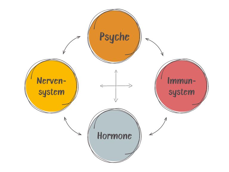 Eine Grafik. Sie zeigt die Wechselwirkungen zwischen den vier Elementen Psyche, Nervensystem, Immunsystem und Hormonen. Dafür gibt es vier Kreise, die wie die Ecken einer Raute angeordnet sind. Es gibt für jedes der vier Elemente einen Kreis. Zwischen allen Kreisen zeigen doppelseitige Pfeile, dass sich alles gegenseitig beeinflusst.